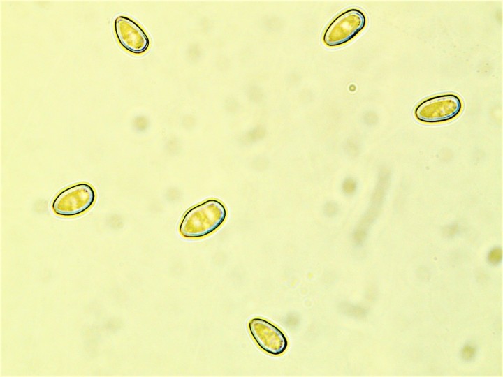 Spores 8,9-11 x 4,2-6 µ