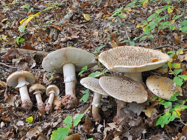 Amanita_rubescens_groupe.jpg