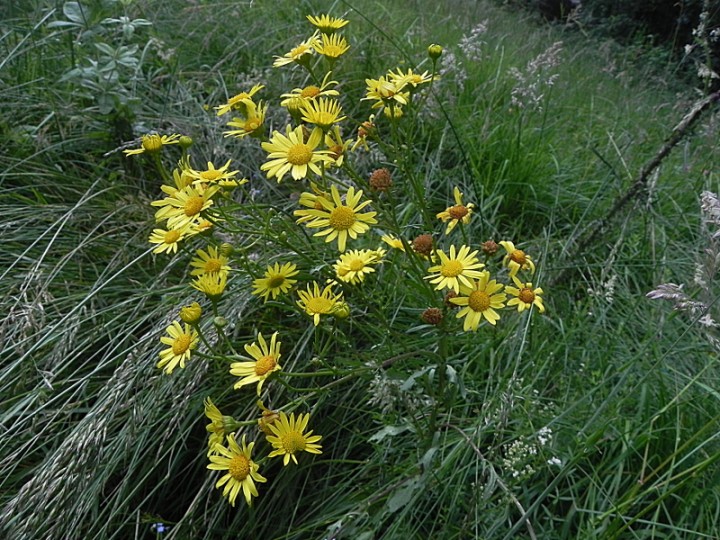 DSCN8572b.JPG