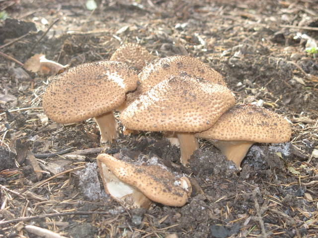 img1002nr5.jpg