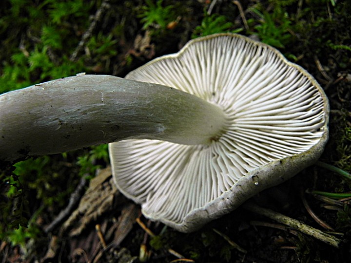 DSCN8615b.JPG