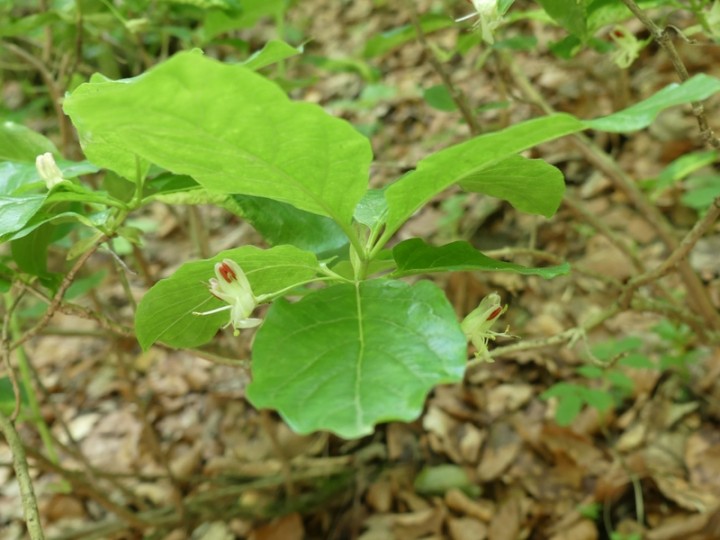 LaRuchere_2019-06-23_069_R.JPG