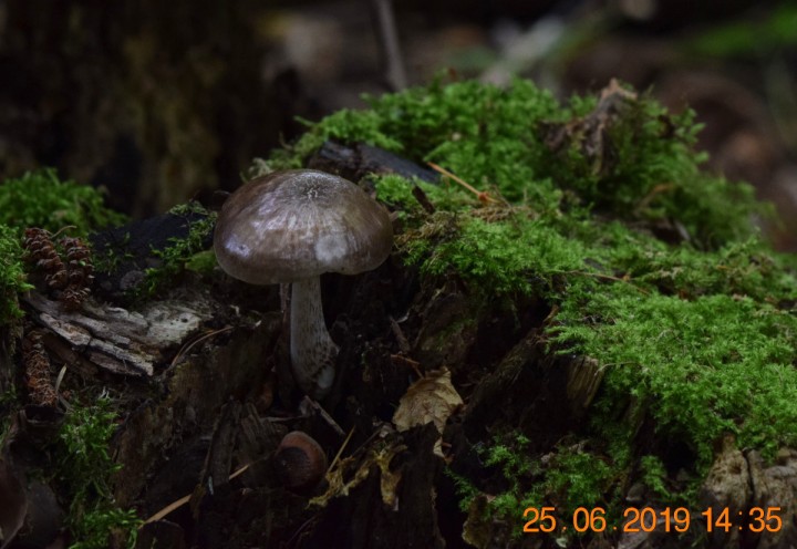 DSC_0598_01.JPG