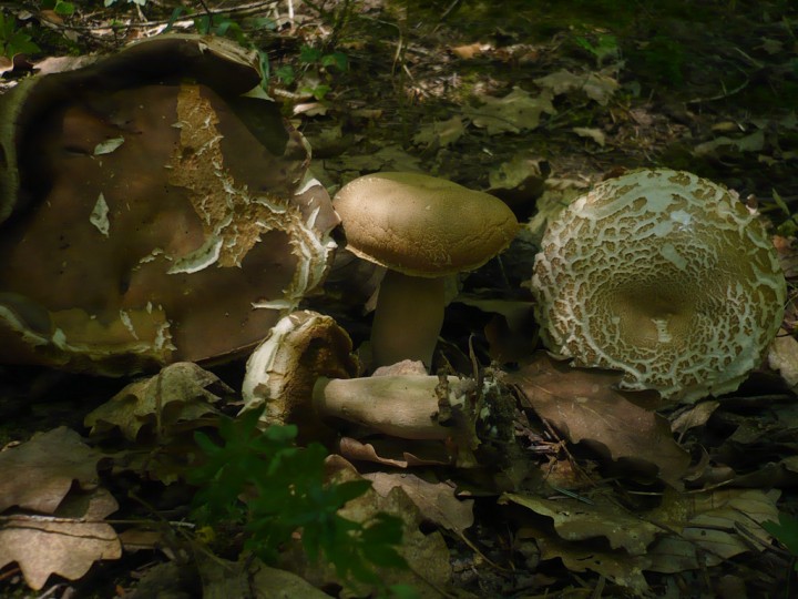 P1220610.jpg