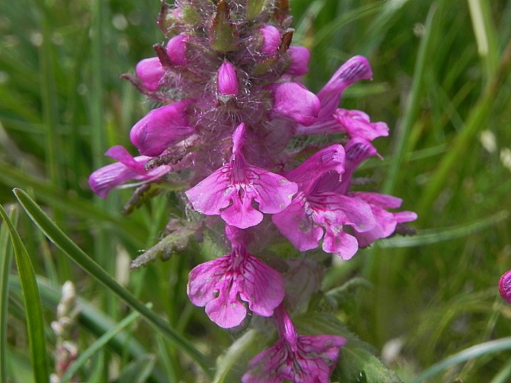 DSCN8737b.JPG