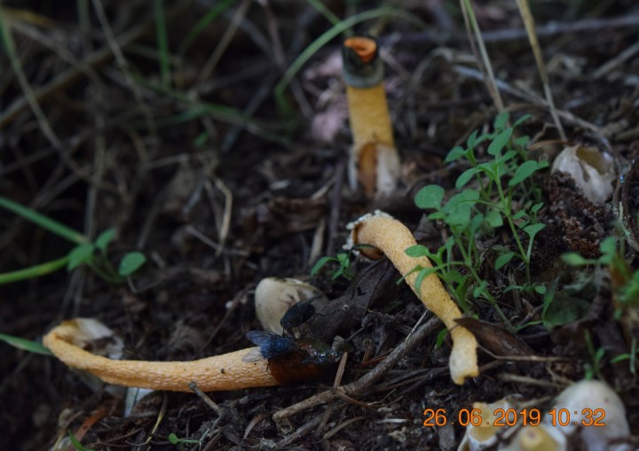DSC_0616.JPG