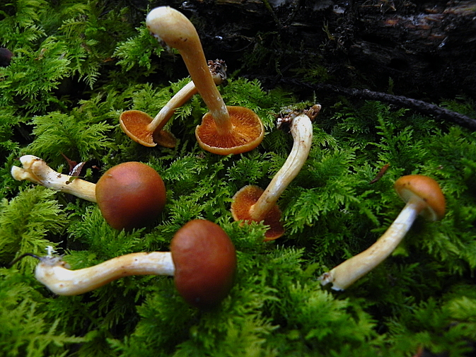 DSCN0866b.JPG