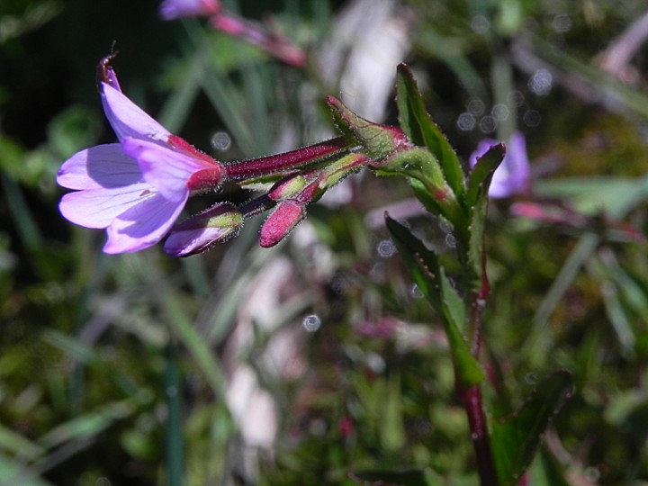 DSCN8855b.JPG