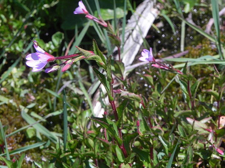 DSCN8858b.JPG