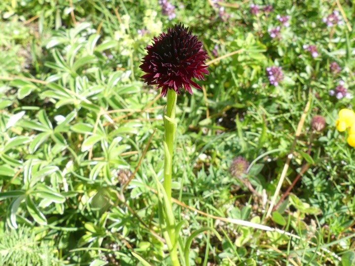2019-07-10_CroixAlpe_P1060634.JPG