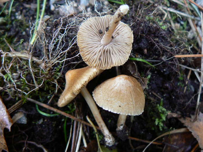 P1110214.jpg
