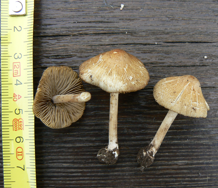 P1110232.jpg