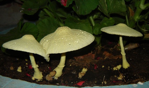 Leucocoprinus.birnbaumii_12.07.06_012.JPG.JPG