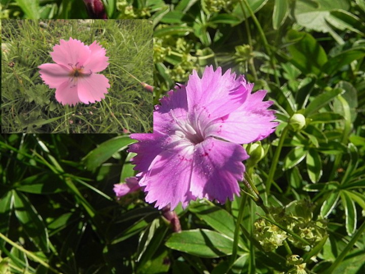 DSCN9536bb.JPG