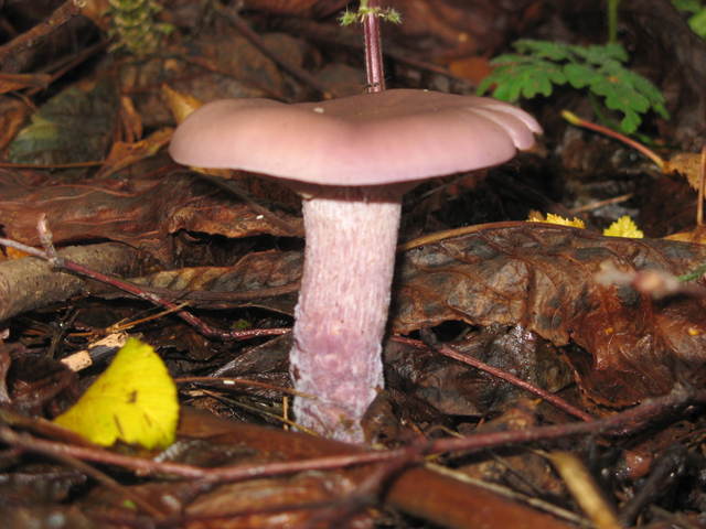 img1085iz9.jpg