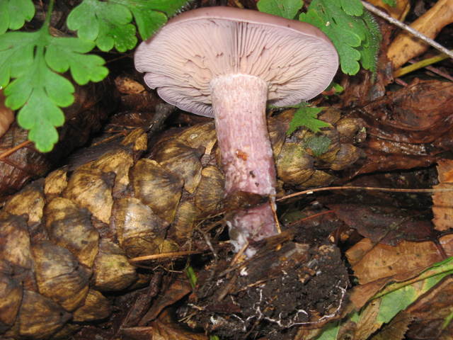 img1088se1.jpg
