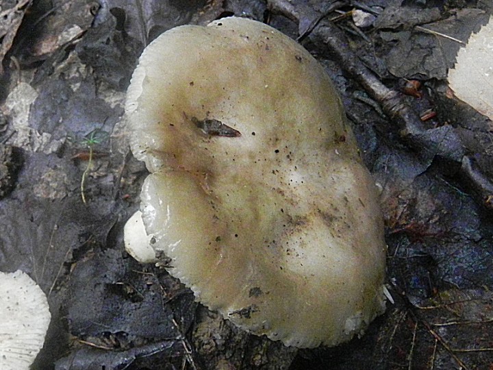 DSCN9072b.JPG