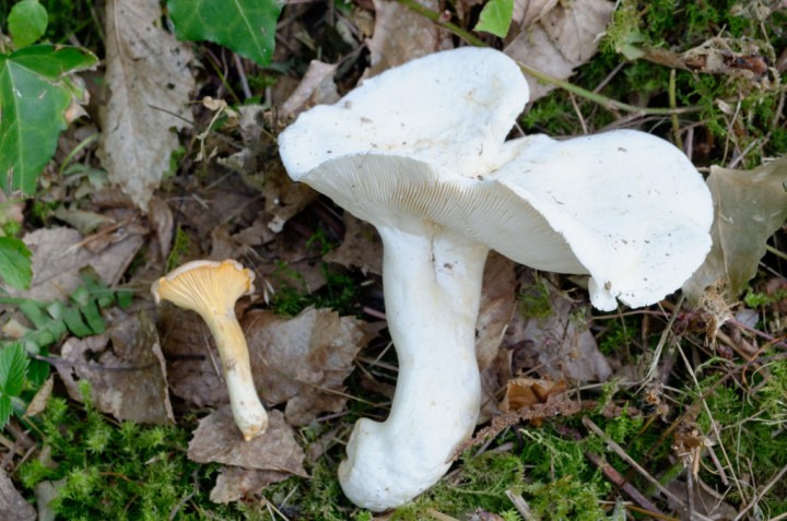 DSC_4243_DxO_DxO.jpg