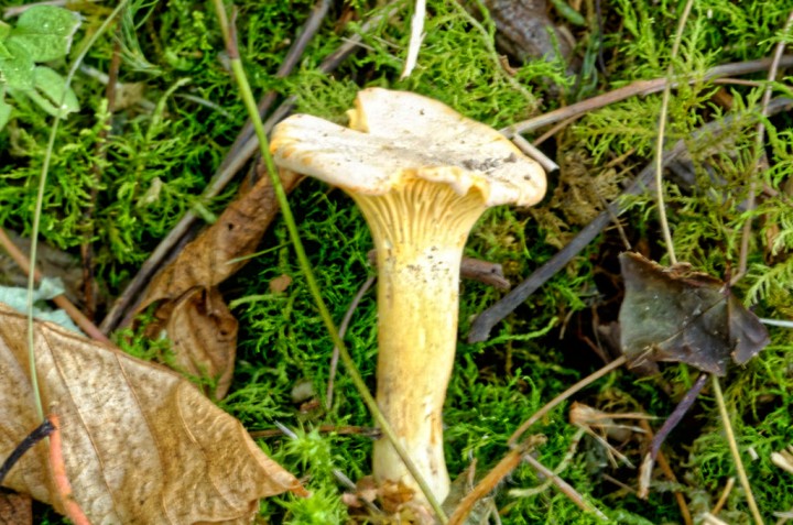 DSC_4255.jpg
