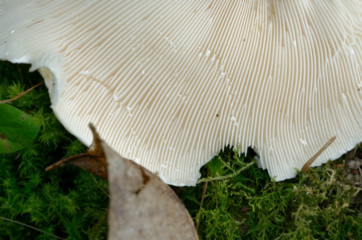 DSC_4246_DxO.jpg
