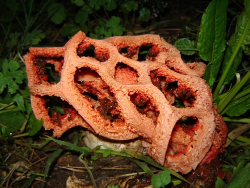 clathrus-ruber-25-11-06_03 022.jpg