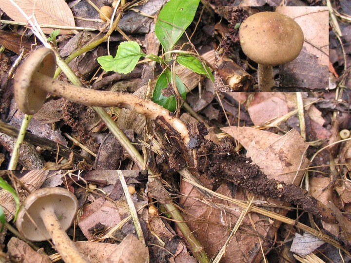 polyporus ciliatus.jpg