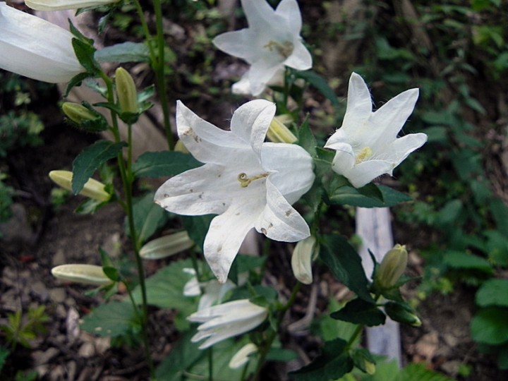 DSCN9720b.JPG