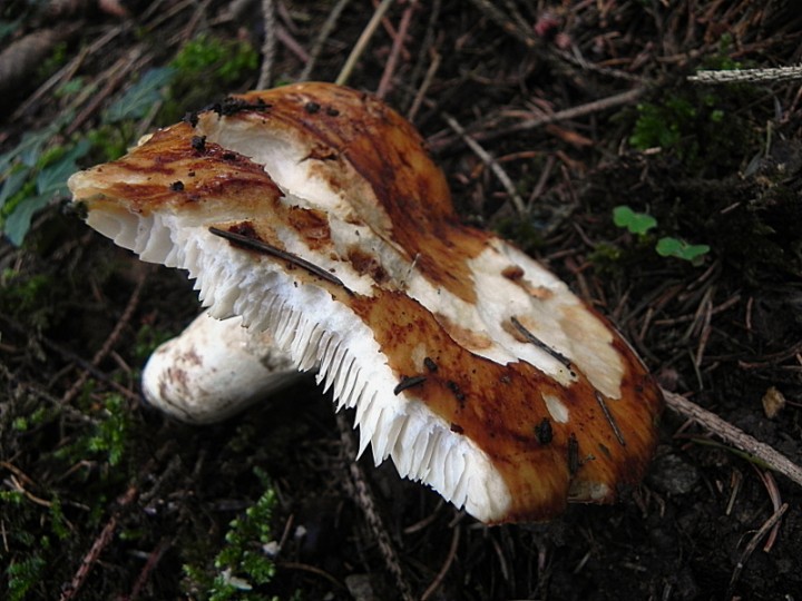 DSCN9157b.JPG