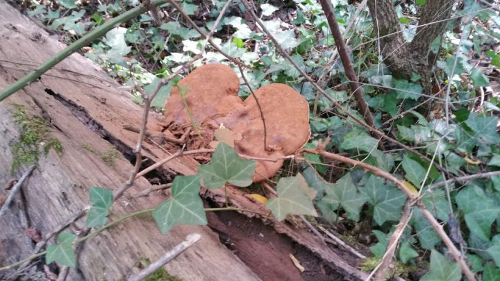 20180913_105932.jpg
