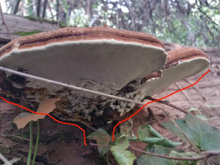 ganoderma.jpg