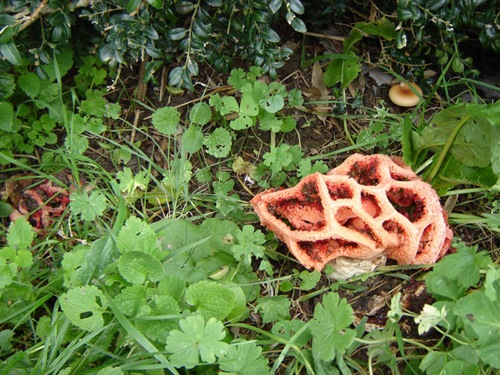 clathrus-ruber-25-11-06_02 023.jpg