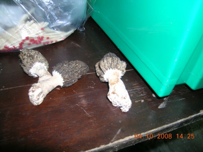 dscn2813.jpg