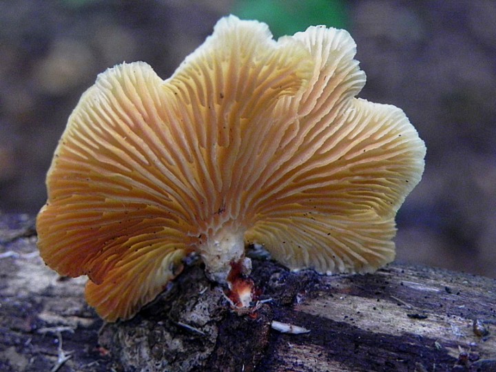 DSCN9300b.JPG