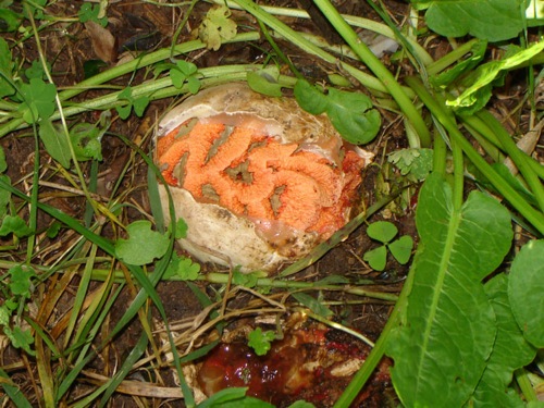 clathrus-ruber-23-11-06 008.jpg
