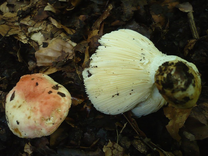 P1220743.jpg
