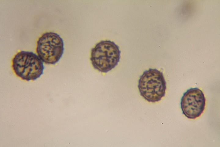 spore1.jpg