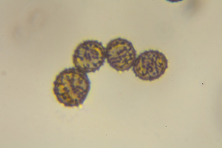 spore4.jpg