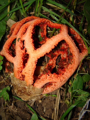 clathrus-ruber-18-11-06 016.jpg