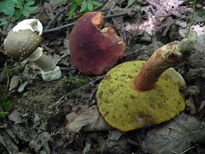 DSCN9453b.JPG