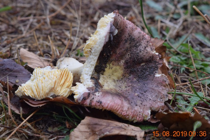 DSC_0693_01.JPG