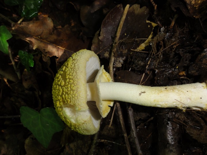 AMANITA FRANCHETII (3) (768x1024).jpg