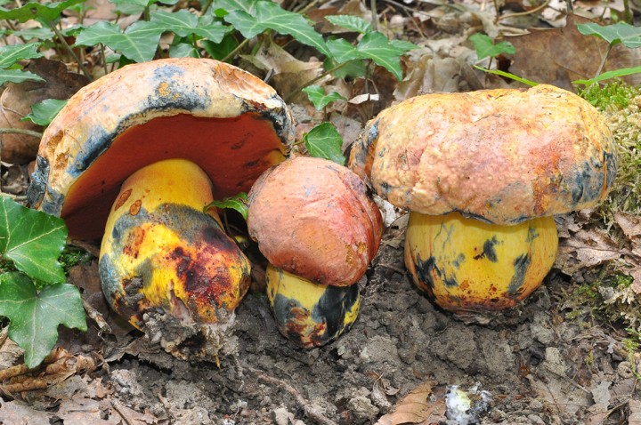 Boletus_sp_2.jpg