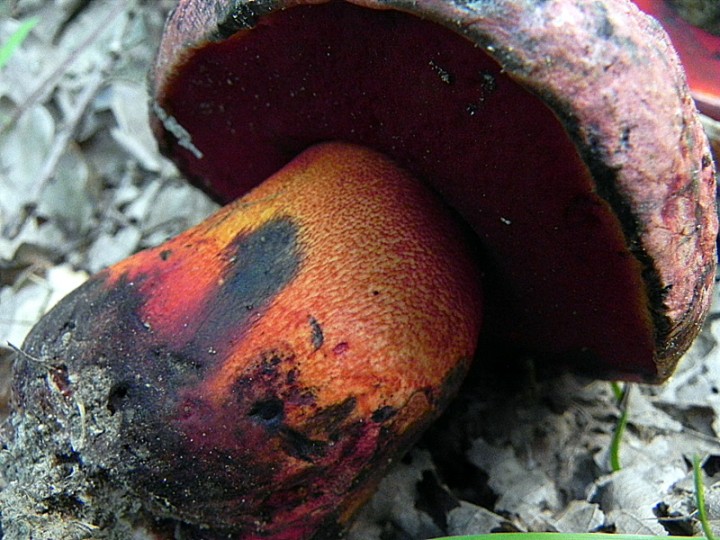 DSCN9462b.JPG