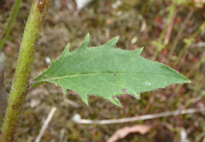 P1010332.JPG