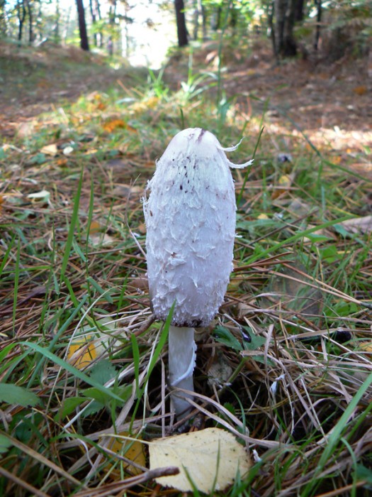P1110173.jpg