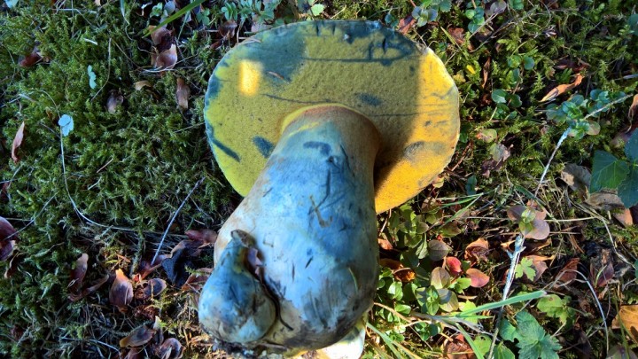 Boletus fechtneri  (3).jpg