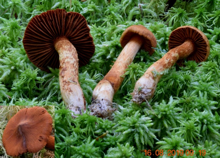 DSC_0701_01 - Copie.JPG