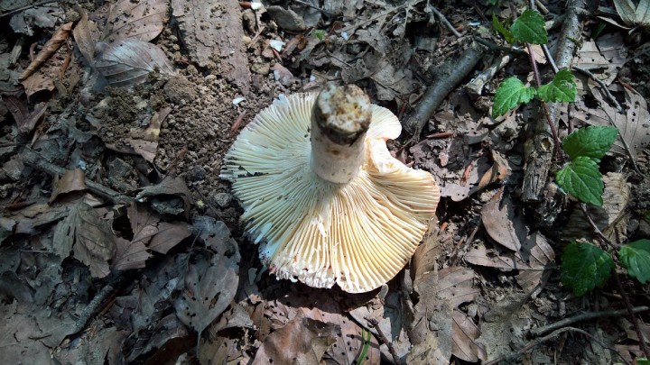 WP_20190818_12_04_29_Pro.jpg