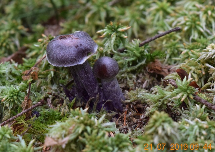 DSC_0678_01.JPG