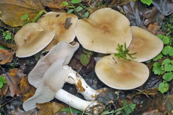 glaucocana.jpg